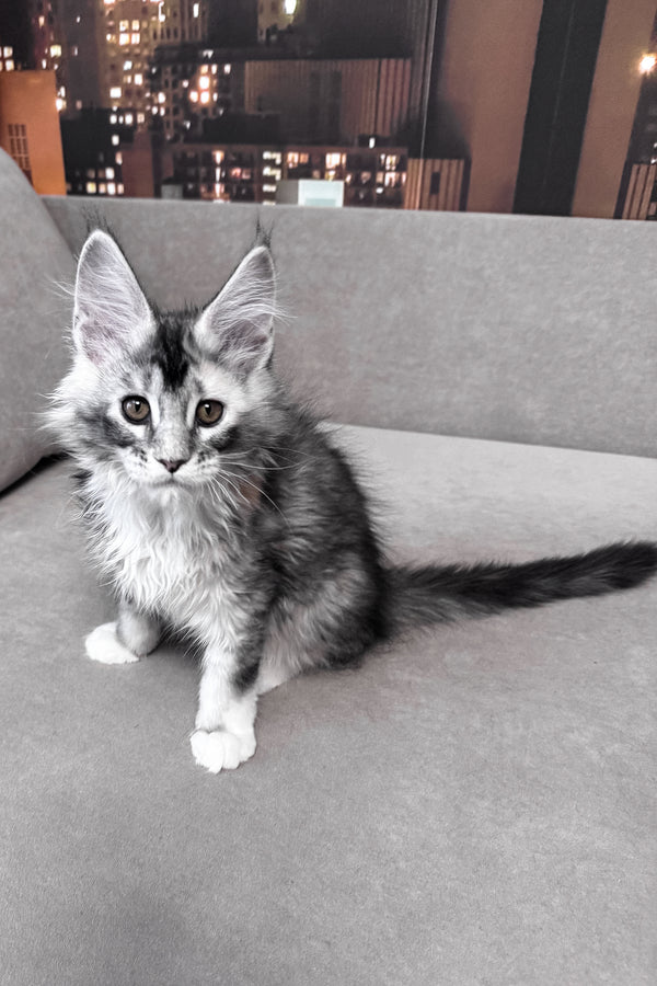 Italy | Maine Coon Kitten