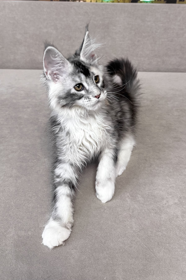 Italy | Maine Coon Kitten