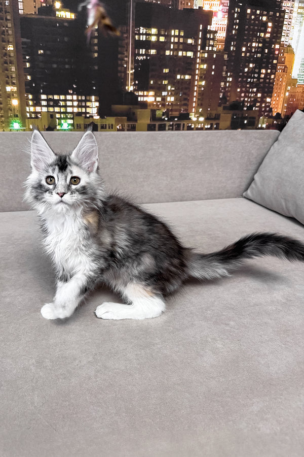 Italy | Maine Coon Kitten