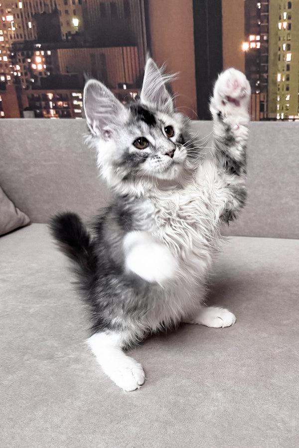 Italy | Maine Coon Kitten