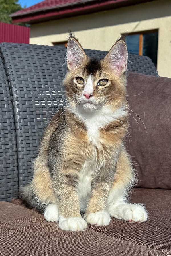 Ivory | Golden Maine Coon Kitten