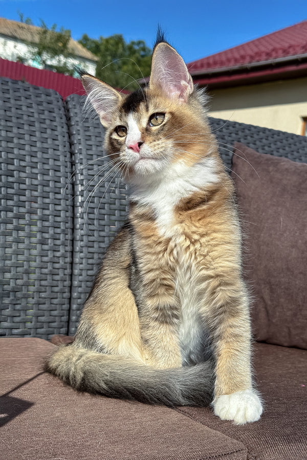 Ivory | Golden Maine Coon Kitten
