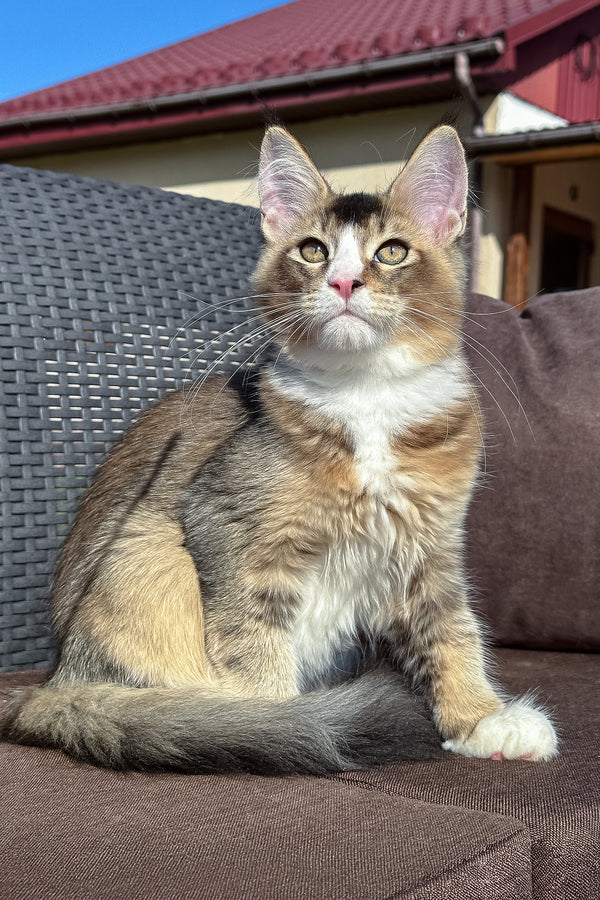 Ivory | Golden Maine Coon Kitten