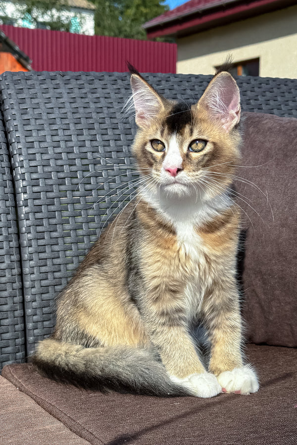 Ivory | Golden Maine Coon Kitten