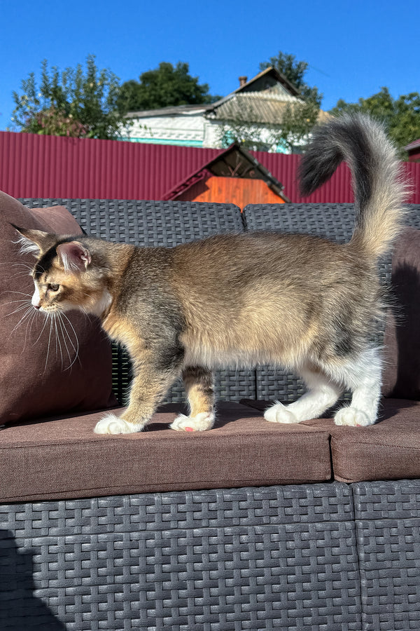 Ivory | Golden Maine Coon Kitten
