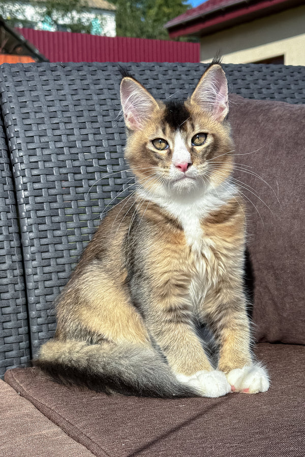 Ivory | Golden Maine Coon Kitten