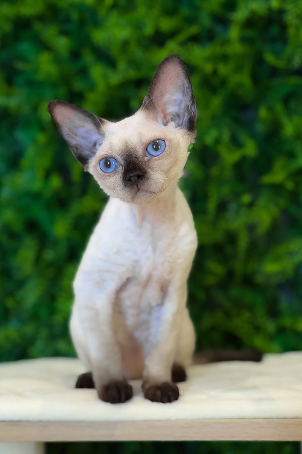 Ivy | Devon Rex Kitten