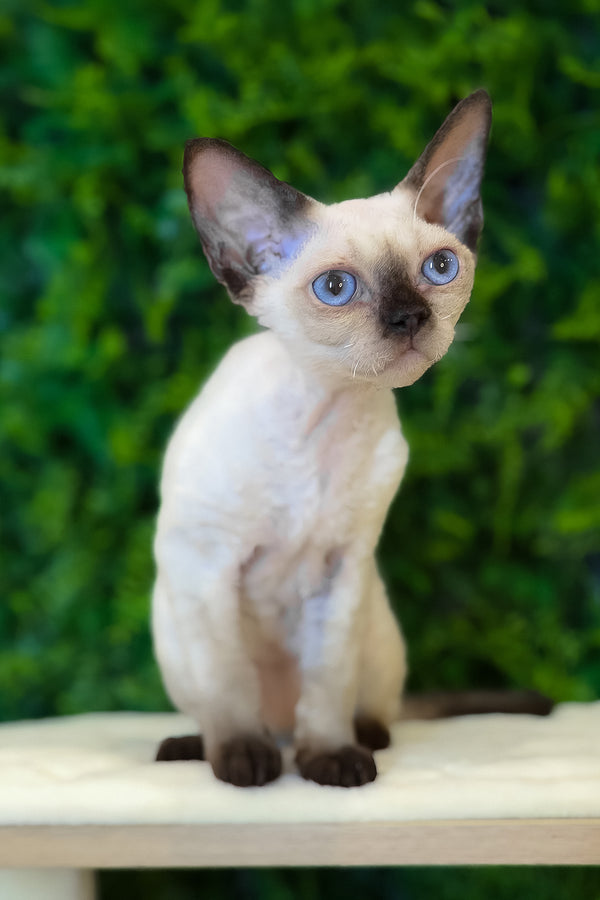 Ivy | Devon Rex Kitten