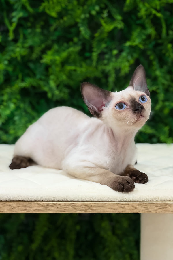 Ivy | Devon Rex Kitten