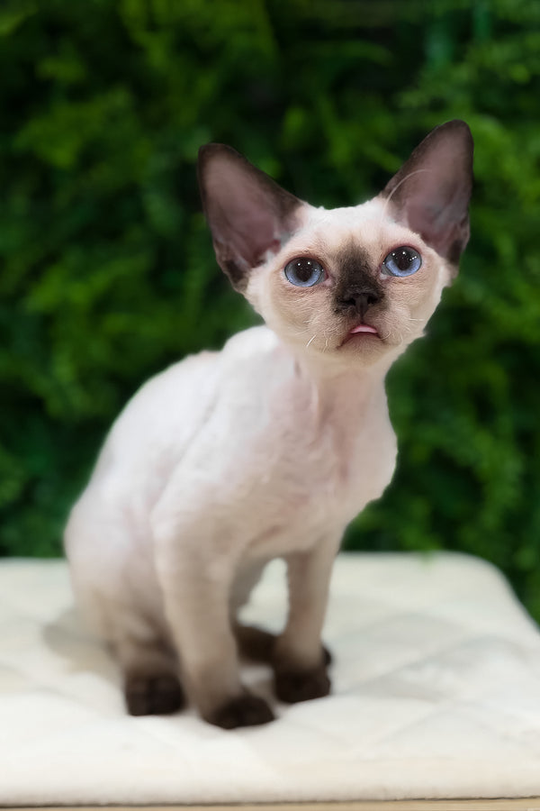 Ivy | Devon Rex Kitten