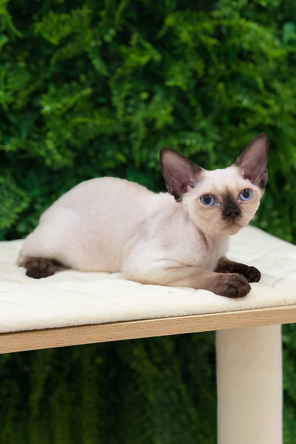 Ivy | Devon Rex Kitten