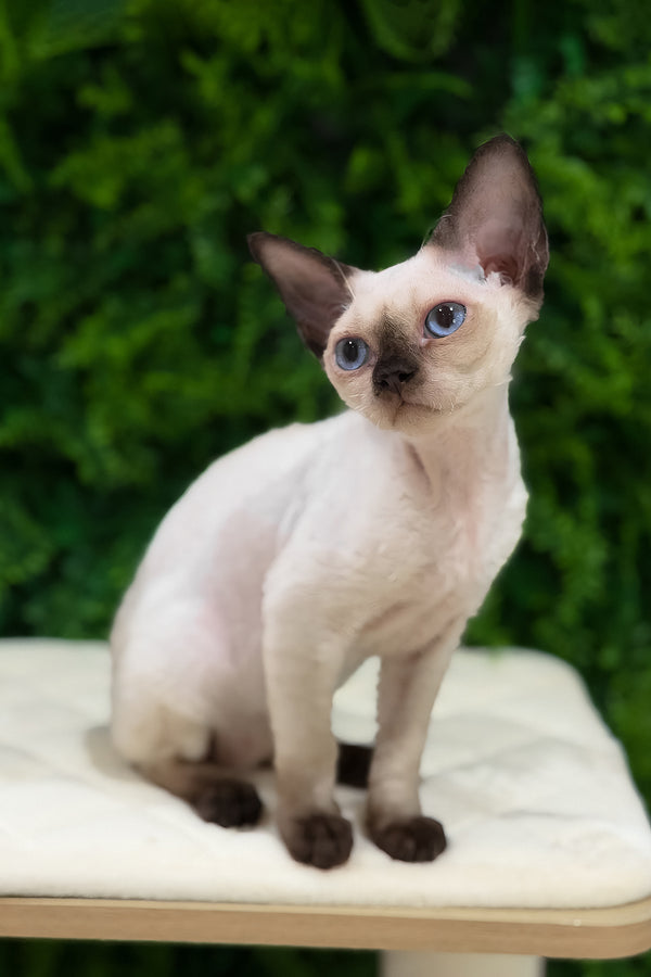 Ivy | Devon Rex Kitten