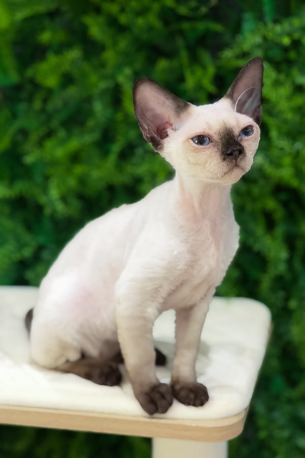Ivy | Devon Rex Kitten