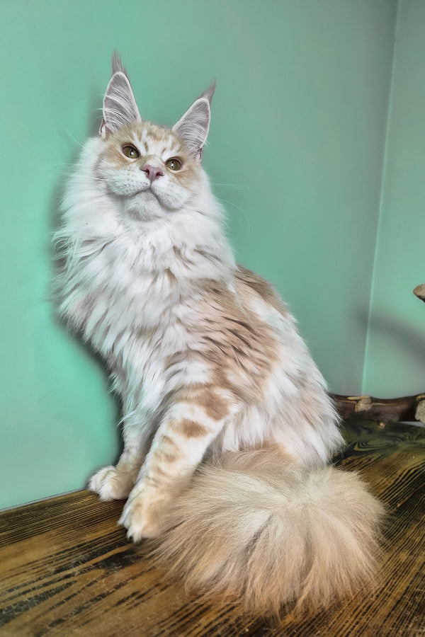 Jaguar | Maine Coon Kitten