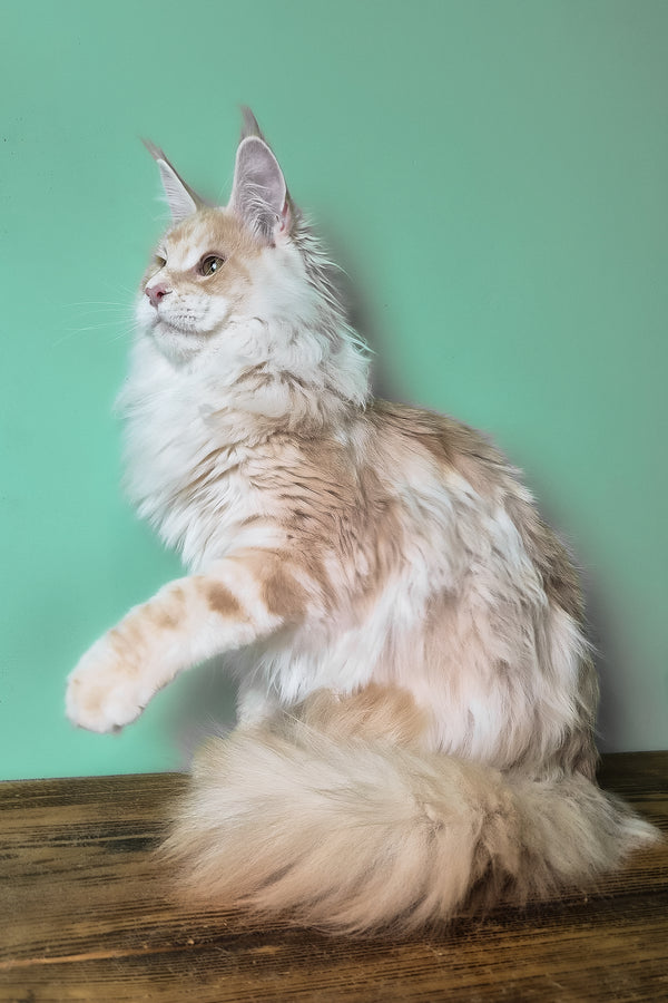 Jaguar | Maine Coon Kitten