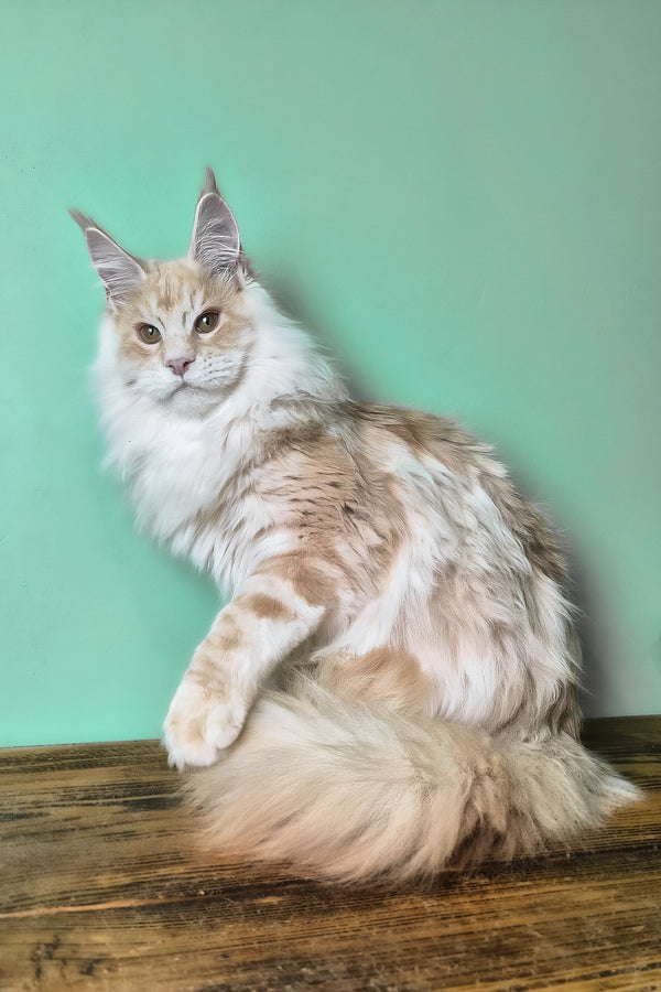 Jaguar | Maine Coon Kitten