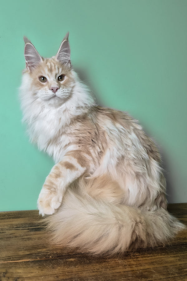 Jaguar | Maine Coon Kitten