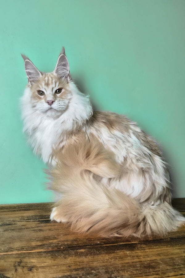 Jaguar | Maine Coon Kitten