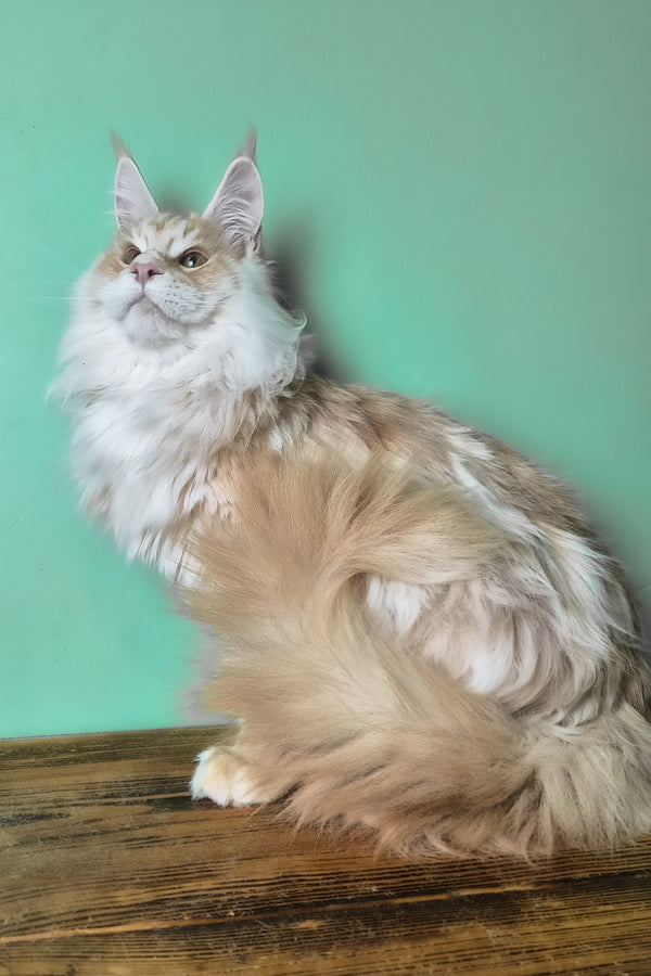 Jaguar | Maine Coon Kitten