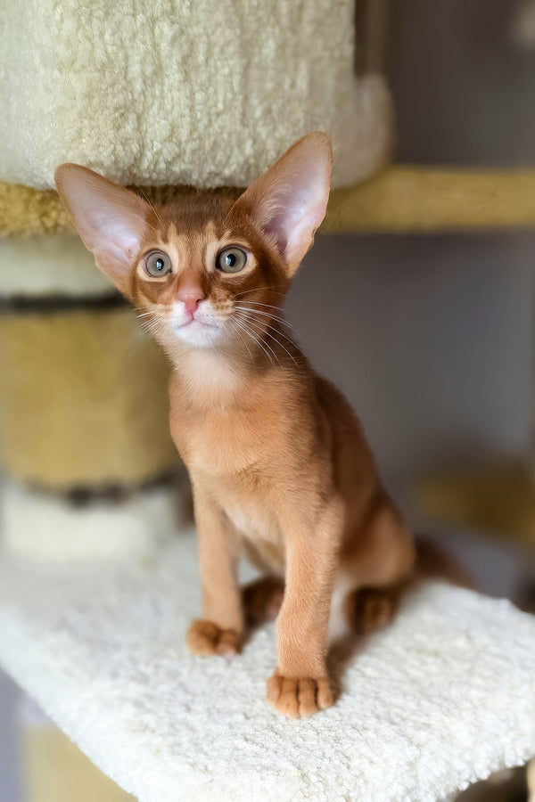 Jak | Abyssinian Kitten