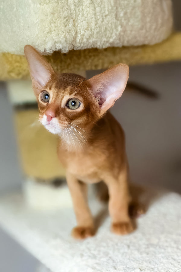 Jak | Abyssinian Kitten