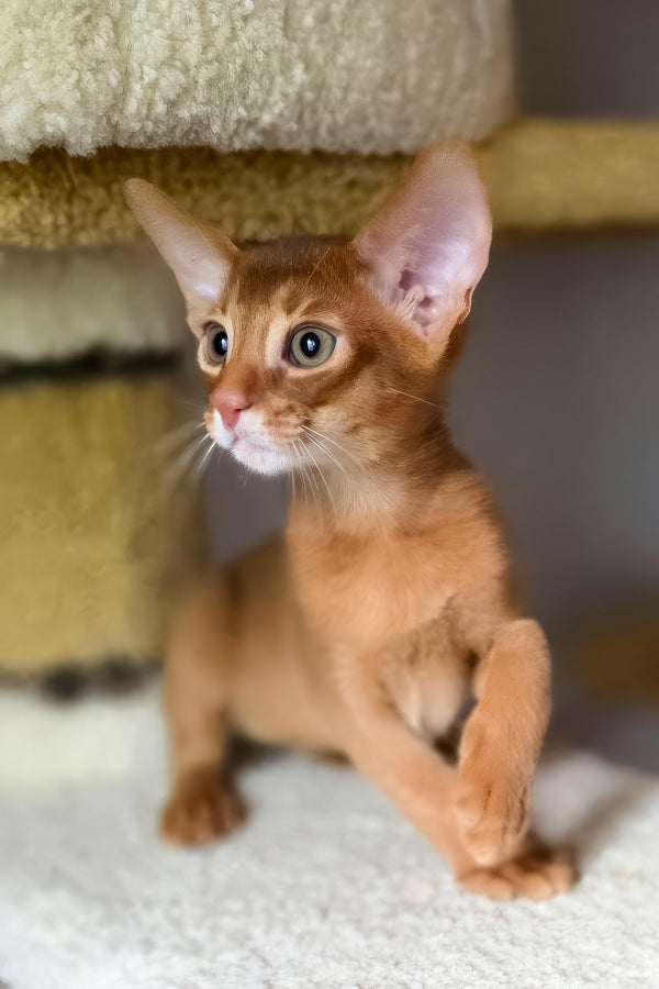Jak | Abyssinian Kitten