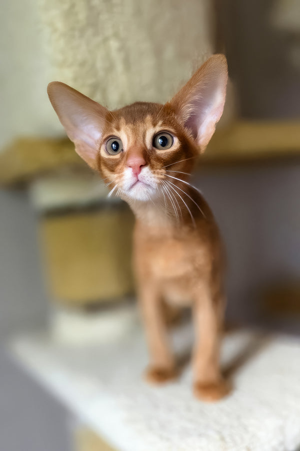 Jak | Abyssinian Kitten