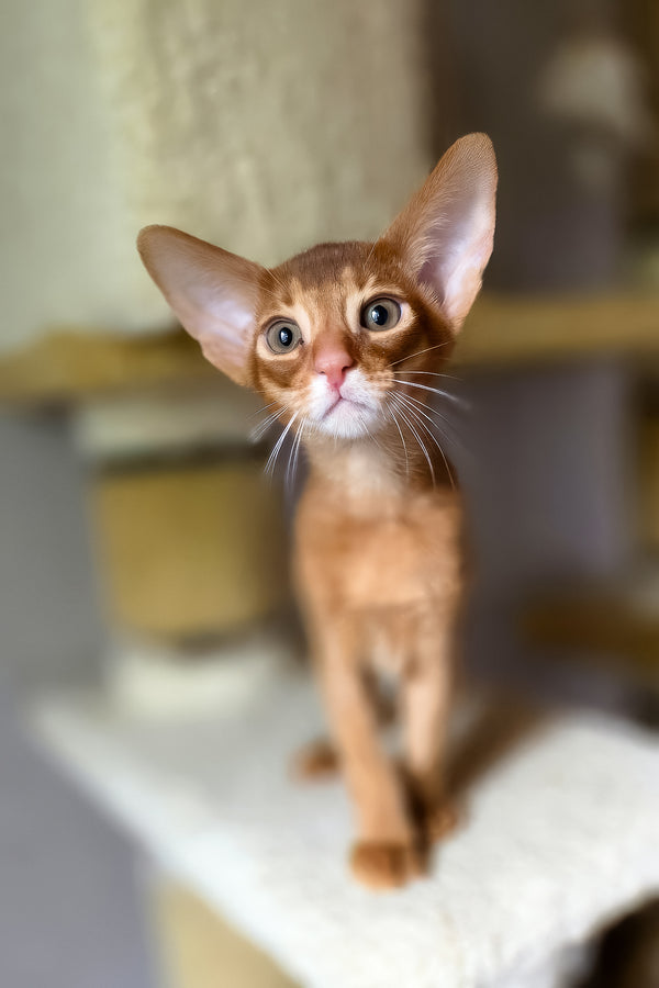 Jak | Abyssinian Kitten