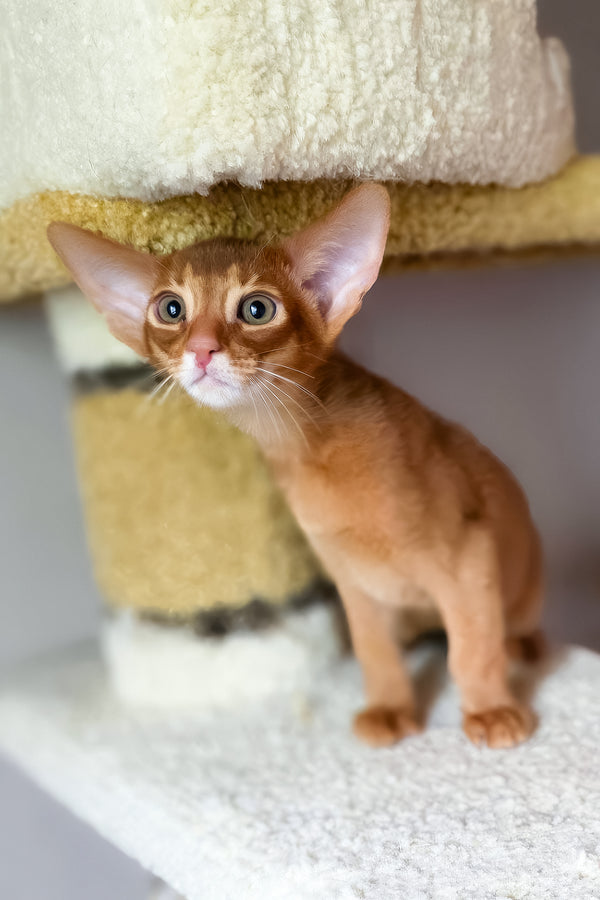 Jak | Abyssinian Kitten
