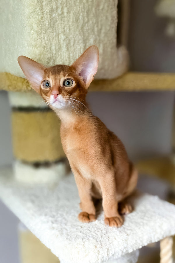 Jak | Abyssinian Kitten