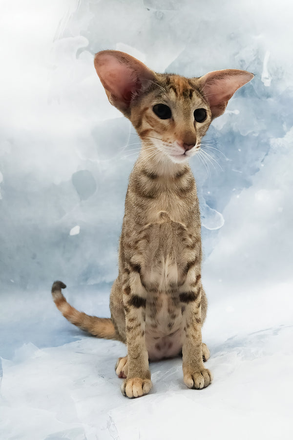 Janice | Oriental Shorthair Kitten