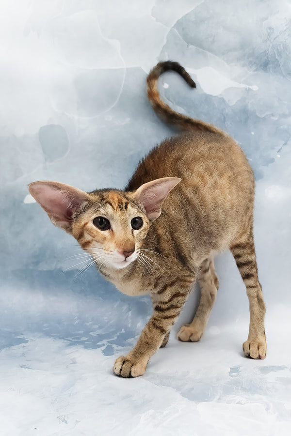 Janice | Oriental Shorthair Kitten