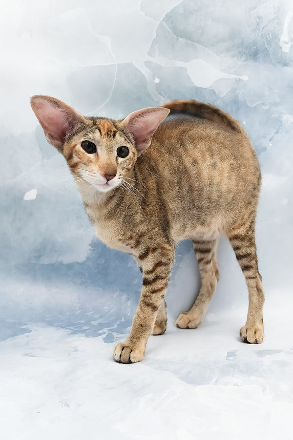 Janice | Oriental Shorthair Kitten