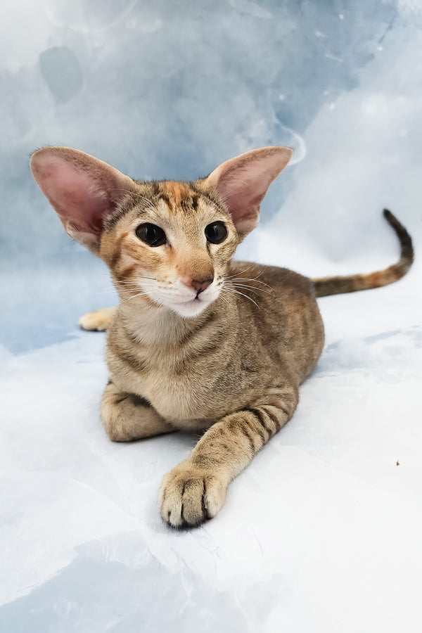 Janice | Oriental Shorthair Kitten