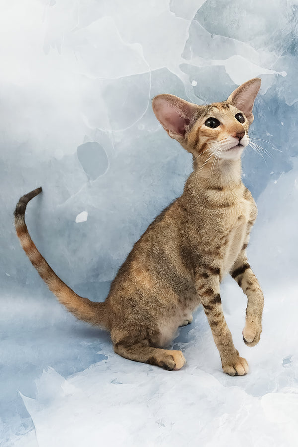 Janice | Oriental Shorthair Kitten