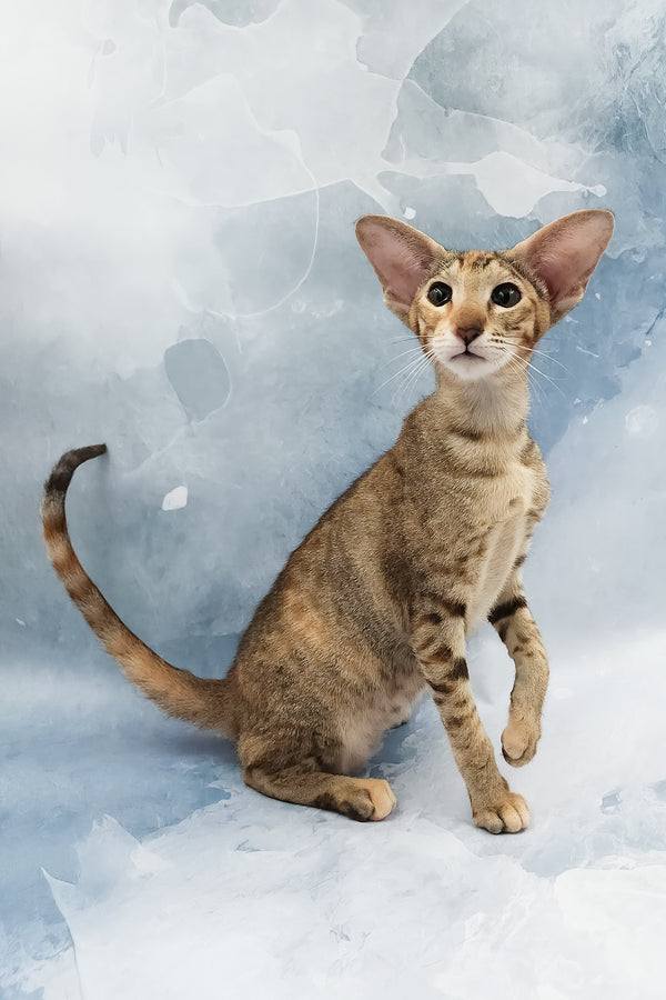 Janice | Oriental Shorthair Kitten