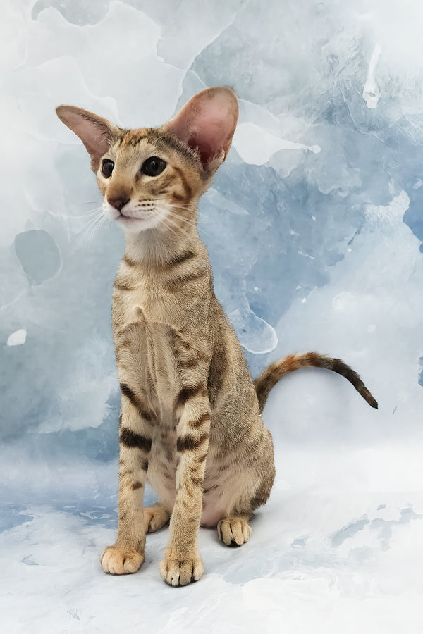 Janice | Oriental Shorthair Kitten