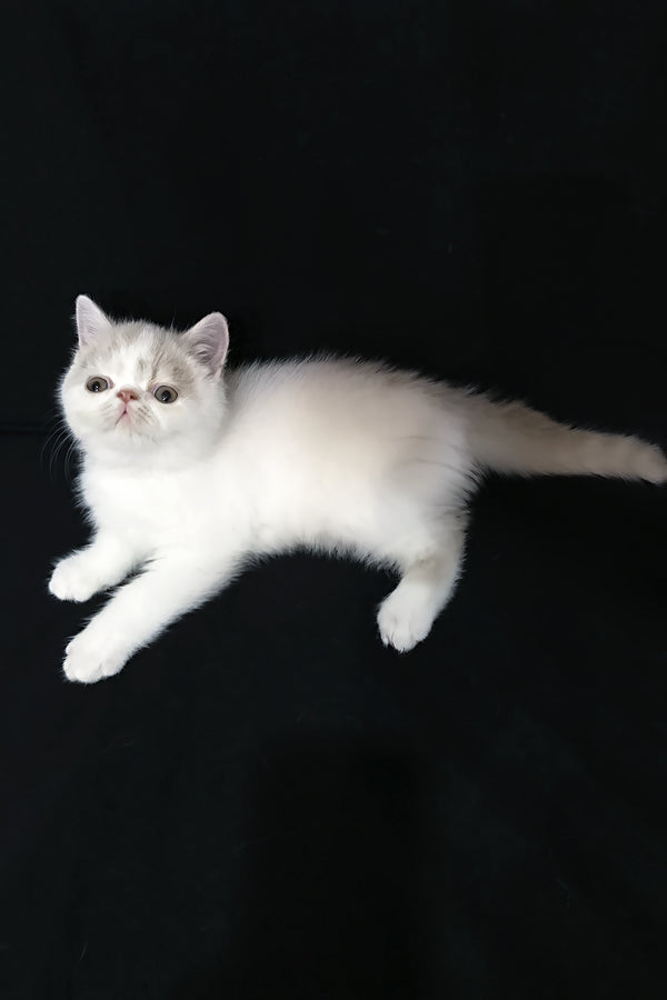 Jean | Exotic Shorthair Kitten