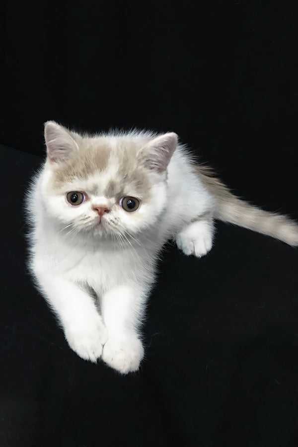 Jean | Exotic Shorthair Kitten