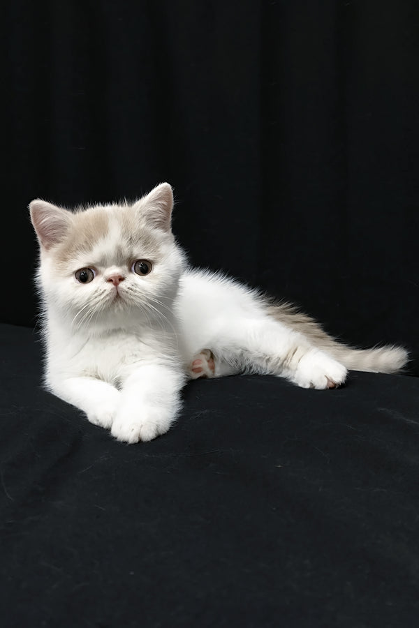 Jean | Exotic Shorthair Kitten