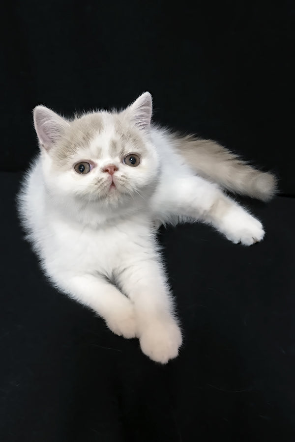 Jean | Exotic Shorthair Kitten