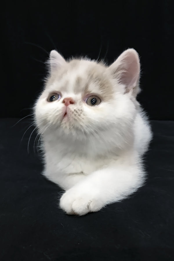 Jean | Exotic Shorthair Kitten