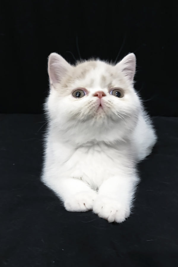 Jean | Exotic Shorthair Kitten