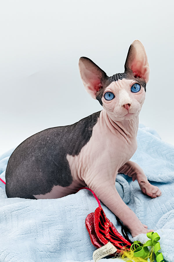 Jeff | Sphynx Kitten