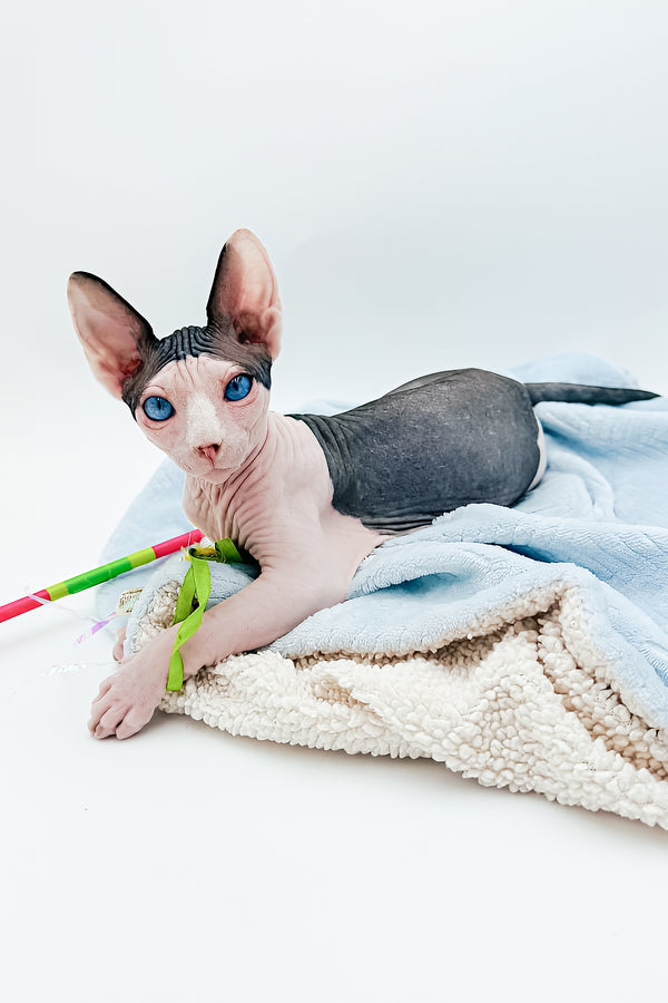 Jeff | Sphynx Kitten