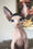 Jeff | Sphynx Kitten