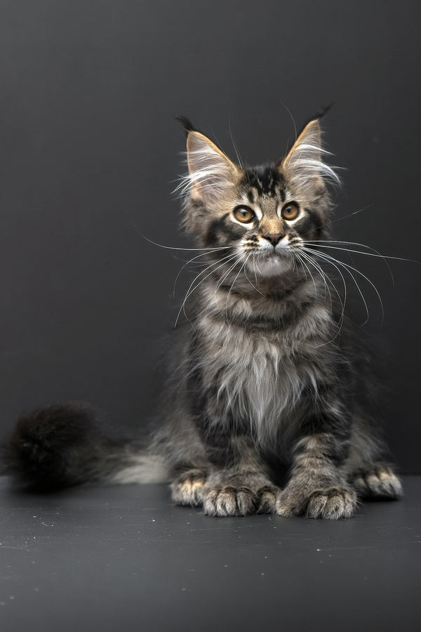 Joanna | Polydactyl Maine Coon Kitten