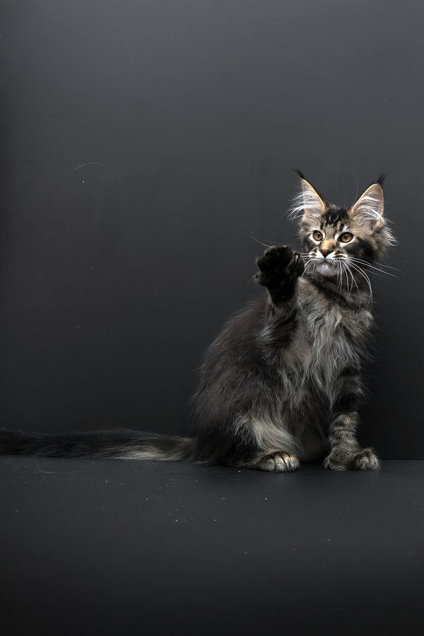 Joanna | Polydactyl Maine Coon Kitten