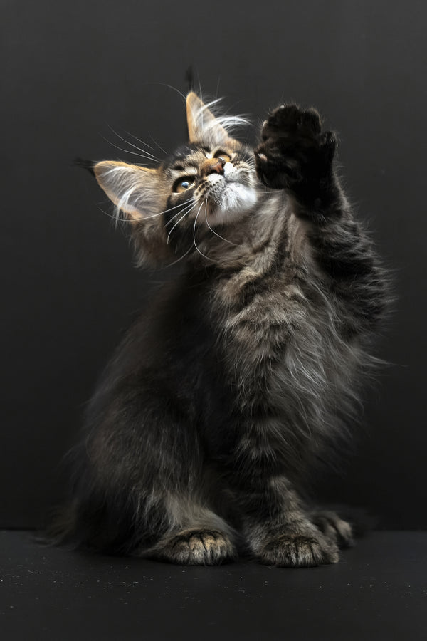 Joanna | Polydactyl Maine Coon Kitten