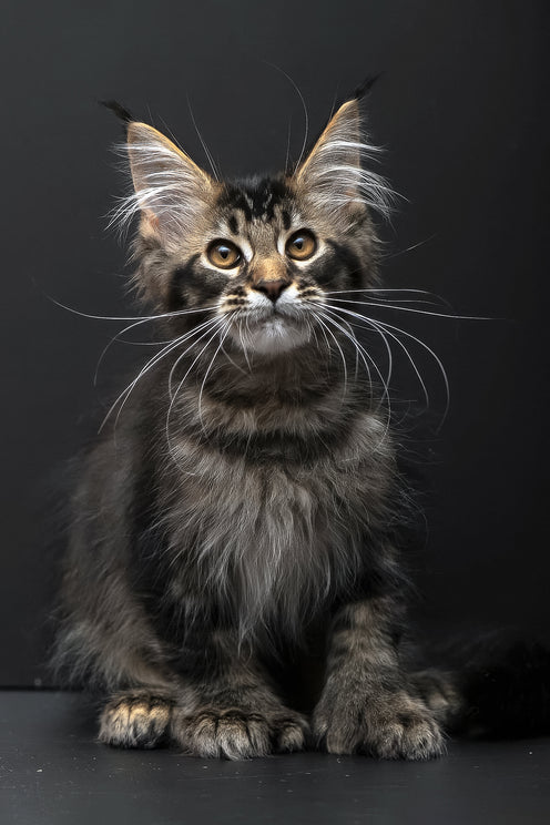 Joanna | Polydactyl Maine Coon Kitten
